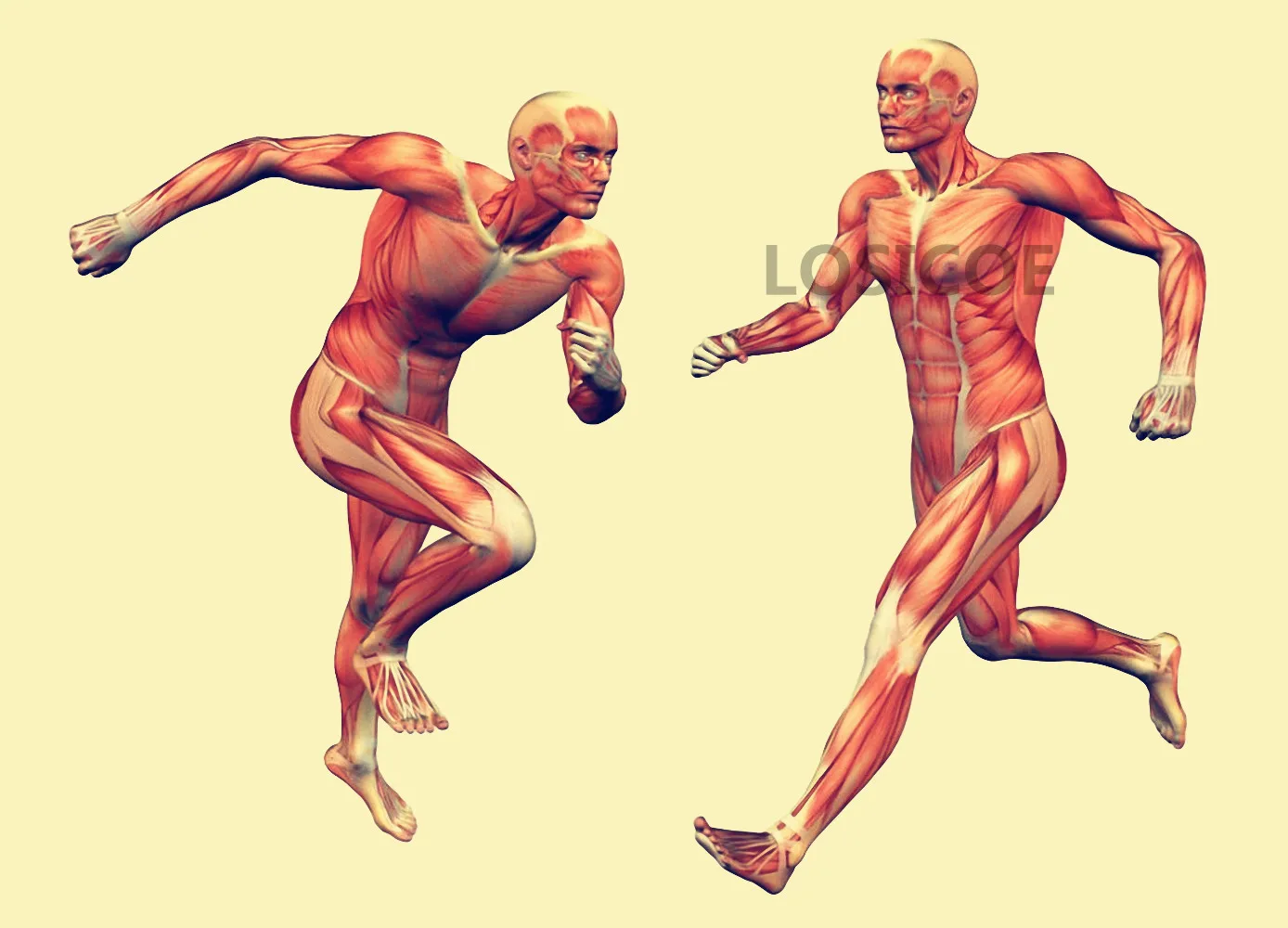 анатомия мышц человека для рисования. анатомия движения человека. анатомия движения человека. анатомия для рисования. опорно двигательная система скелет и мышцы.