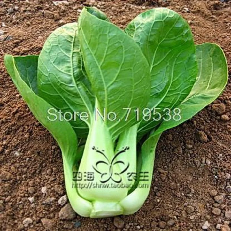 

chinese cabbage 20pcs Vegetable bonsais