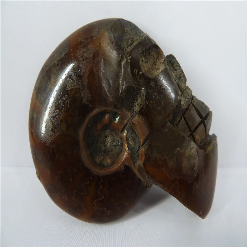 

NATURAL Conch fossil Crystal carved skull HEALING T431