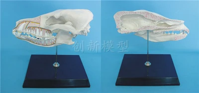 

Dog bone model dog bone anatomy, dog's skull free shopping