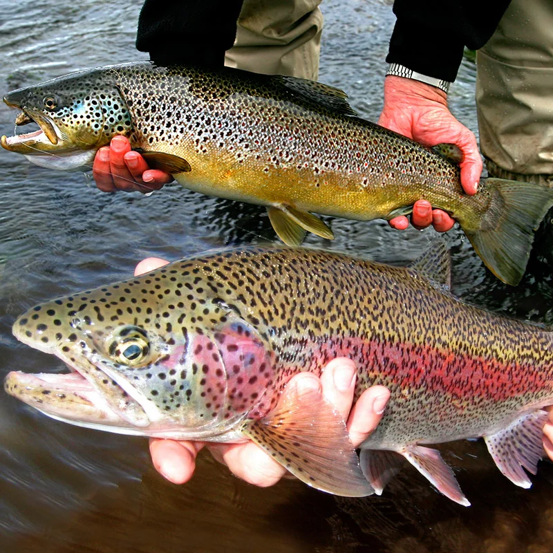 Promo Ultra Fly Fishing flies Set Dry Wet Nymph st...