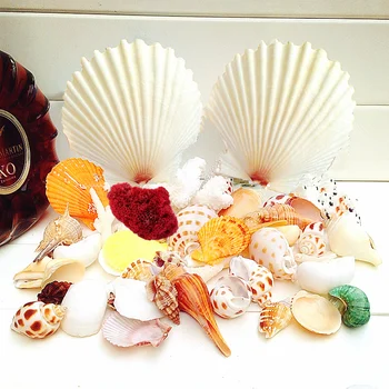

Natural large shells conch wedding decor seashells bag coral nautical home decor