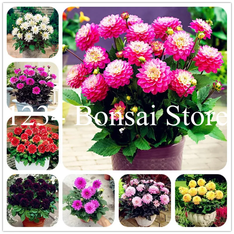 

100Pcs Outdoor Ornamental Plants Bonsai Dahlias Flower, Variety of Colors, Rare Flower Bonsai For DIY Home Garden Aerobic Potted