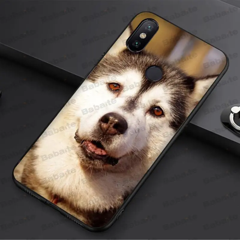 Animal Husky cute Puppy Dog