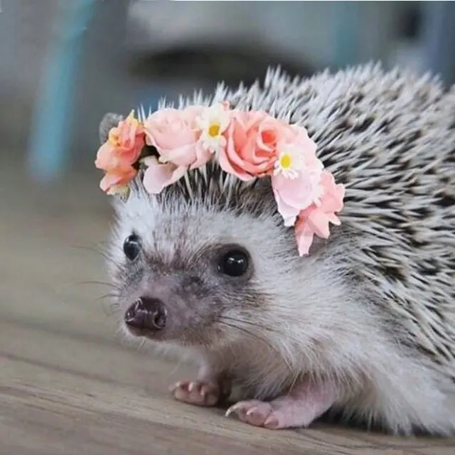 

DIY 5D Diamond Embroidery Hedgehog Diamond Painting Cross Stitch Kits Full Square Rhinestones Diamond Mosaic Flower Home Decor