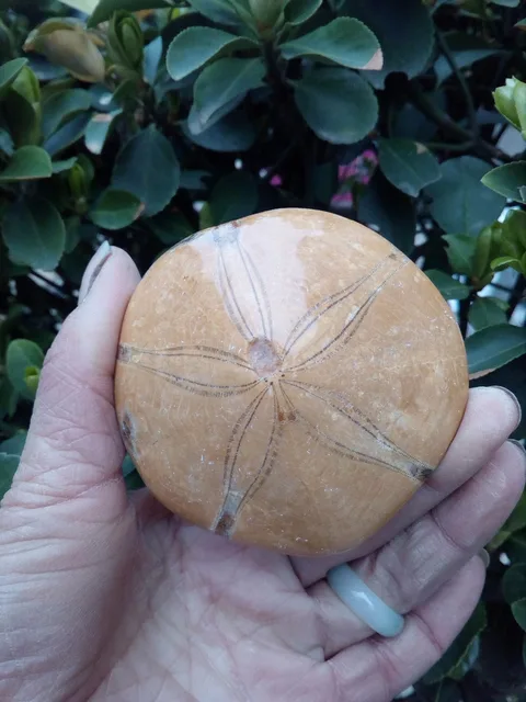 Best Price NATURAL Sea Urchin Fossil Best Price NATURAL Sea Urchin Fossil