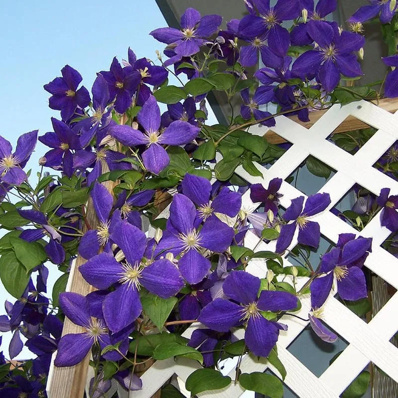 

100 PCS Garden Clematis Flore Six Varieties Beautify Courtyard Terrace Purple Clematis Flower Bonsai of Rare Plants
