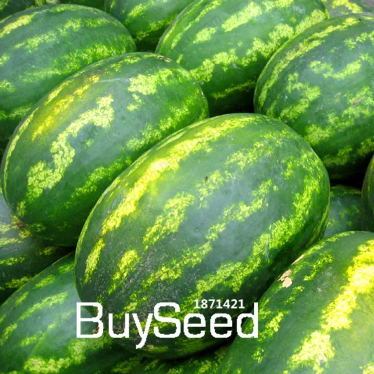 pastèque/watermelon/sandía Ali Baba 20 graines/seeds/semillas 