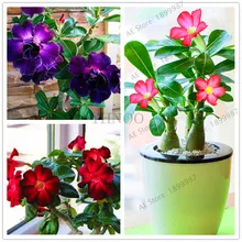 Пустынная Роза Флорес горшечные цветы плантас Adenium Obesum комнатное бонсай растение мини дерево в горшке для домашнего сада растение 5 шт