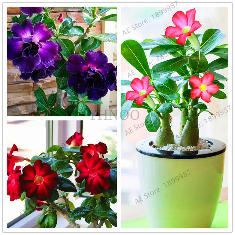 

Desert Rose flores Potted Flowers plantas Adenium Obesum Indoor Bonsai Plant Mini Potted Tree For Home Garden Plant 5 Pcs.