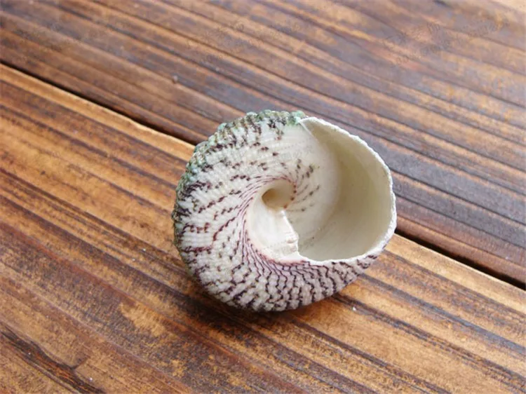 Green conch6