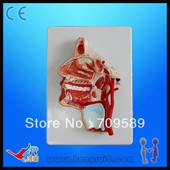 

Model of the head, head anatomical model