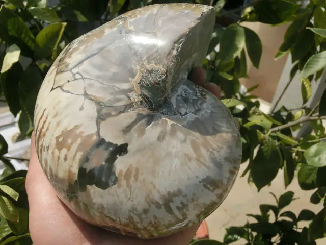 Best Price 2360g(5.19 lb) Iridescent Nautilus Fossil Ammonite Specimen  Madagascar DFK034