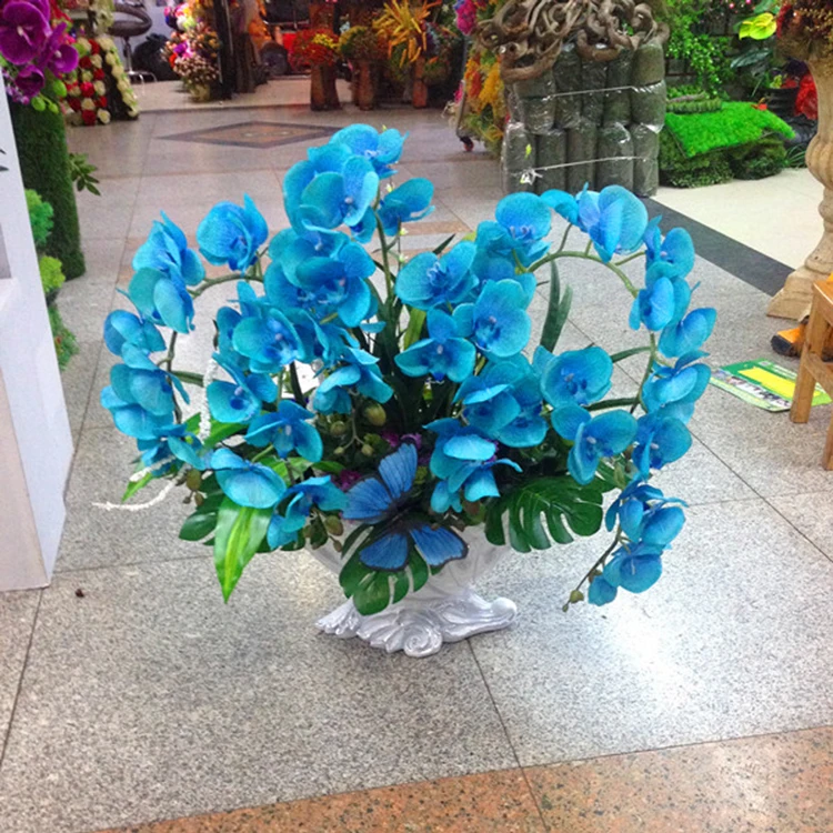 Rare Orchid Bonsai Balcony Flower Blue Butterfly Orchid Beautiful