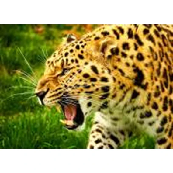 Angry Tiger сделай сам кристалл полный 5D пластик алмазная живопись вышивка машина