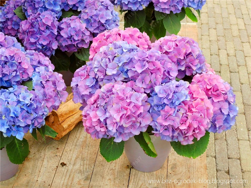 Комнатные гортензии сорта и фото Комнатные гортензии сорта и фото