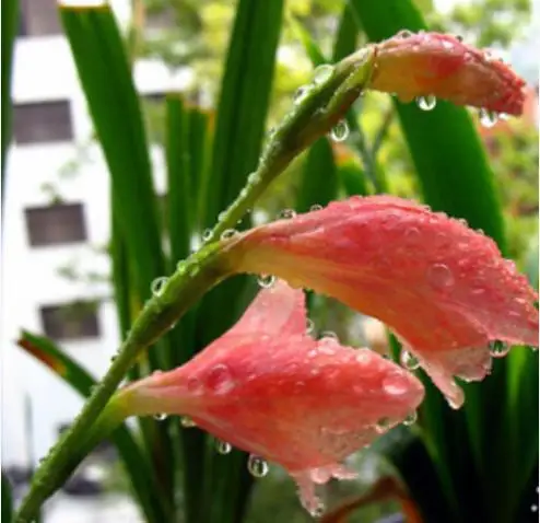 Gladiolus Flower Seeds, 100pcs/pack