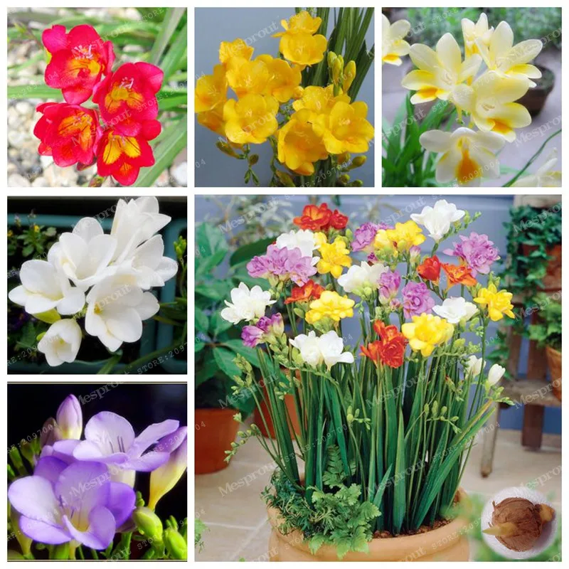 

2Bulbs True Freesia Bulbs Indoor Potted Flowers Bulbs Bonsai Perennial Flowers Plant For Mini Home Garden Plant Flower Bulbs