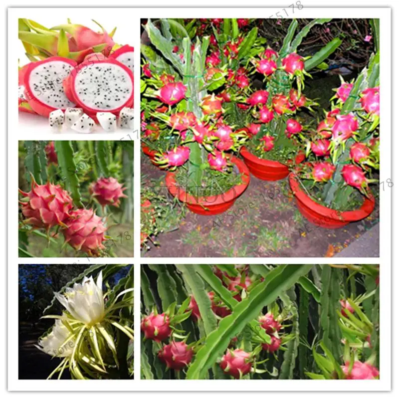 

500pcs Pitaya bonsai Delicious red heart Dragon fruit Hylocereus undulatus Britt Perennial climbing fruit potted plants