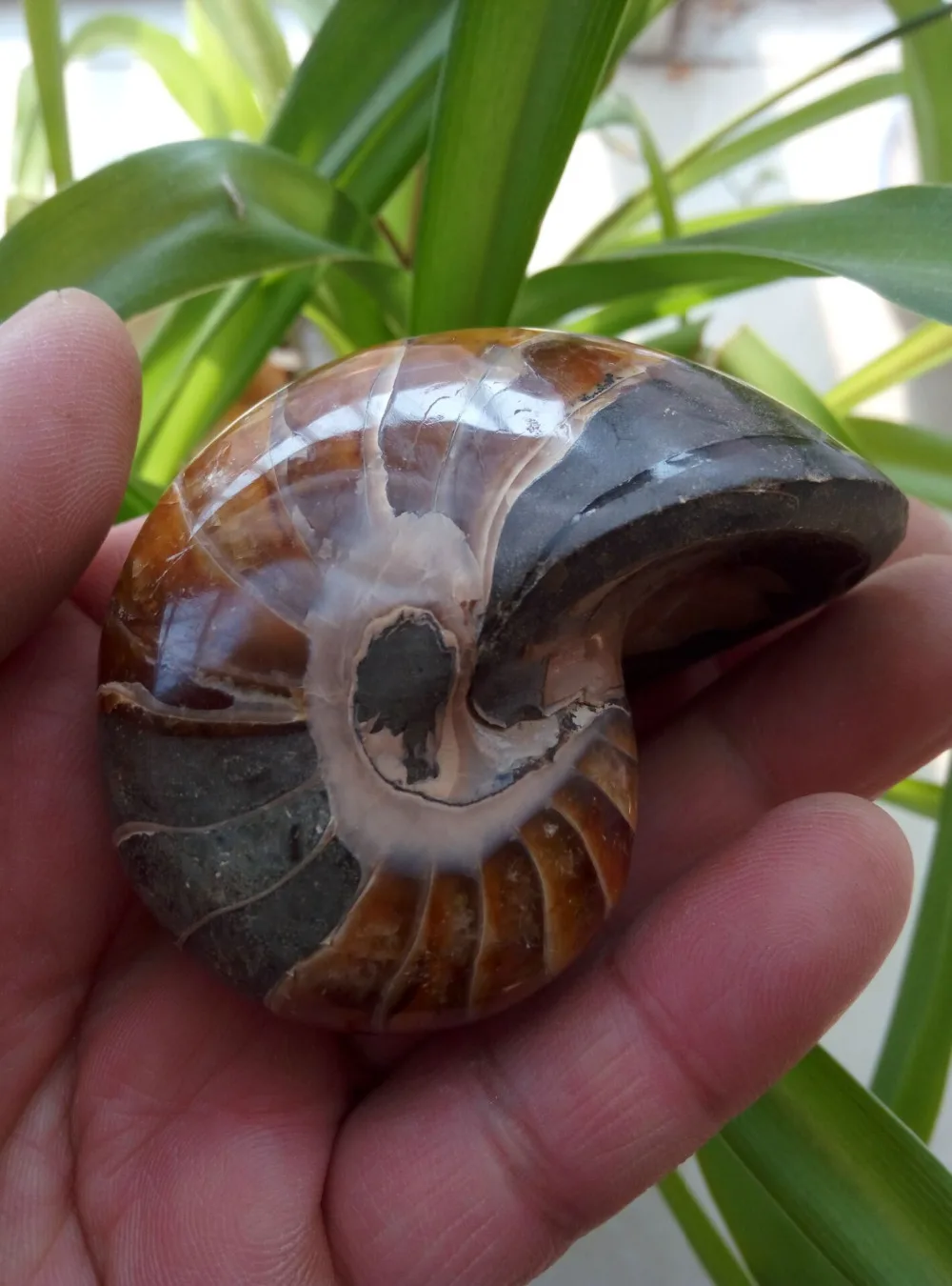 Achetez en Gros fossiles nautilus en Ligne à des Grossistes fossiles