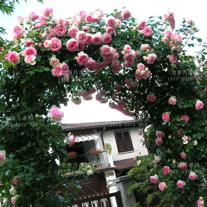 50pcs/bag Europe rose month Fujimoto Flower Seeds |