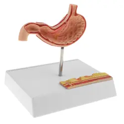 ПВХ человеческий желудок анатомическая демонстрационная модель с основанием-медицинский, анатомический дисплей для исследования модель
