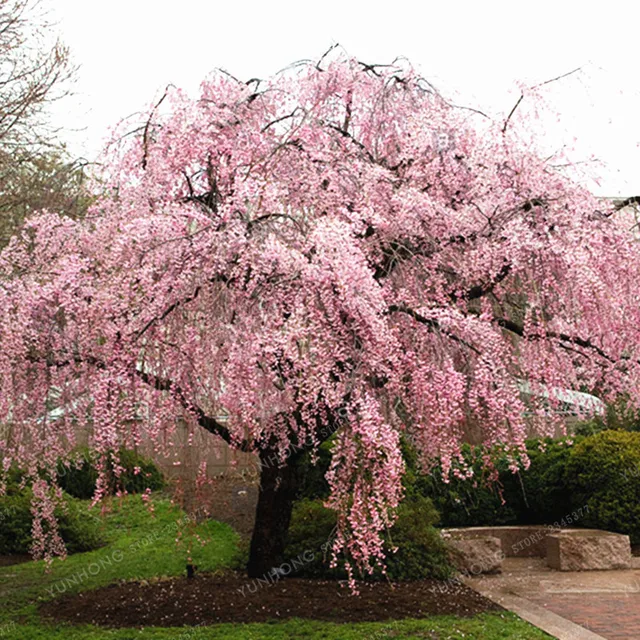 20 Pcs Bag Pink Fountain Weeping Cherry Tree Bonsai Diy Home Garden 20 Pcs Bag Pink Fountain Weeping Cherry Tree Bonsai Diy Home Garden Dwarf Plant Perennial For Planting