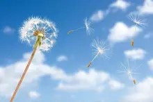 Laeacco Photo Backgrounds Dandelion Spring Blue Sky Cloudy Baby Newborn Portrait Scenic Photographic Backdrops For Photo Studio