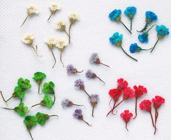 

250pcs Pressed Dried Achillea sibirca Flower Dry Plants For Epoxy Resin Pendant Necklace Jewelry Making Craft DIY Accessories
