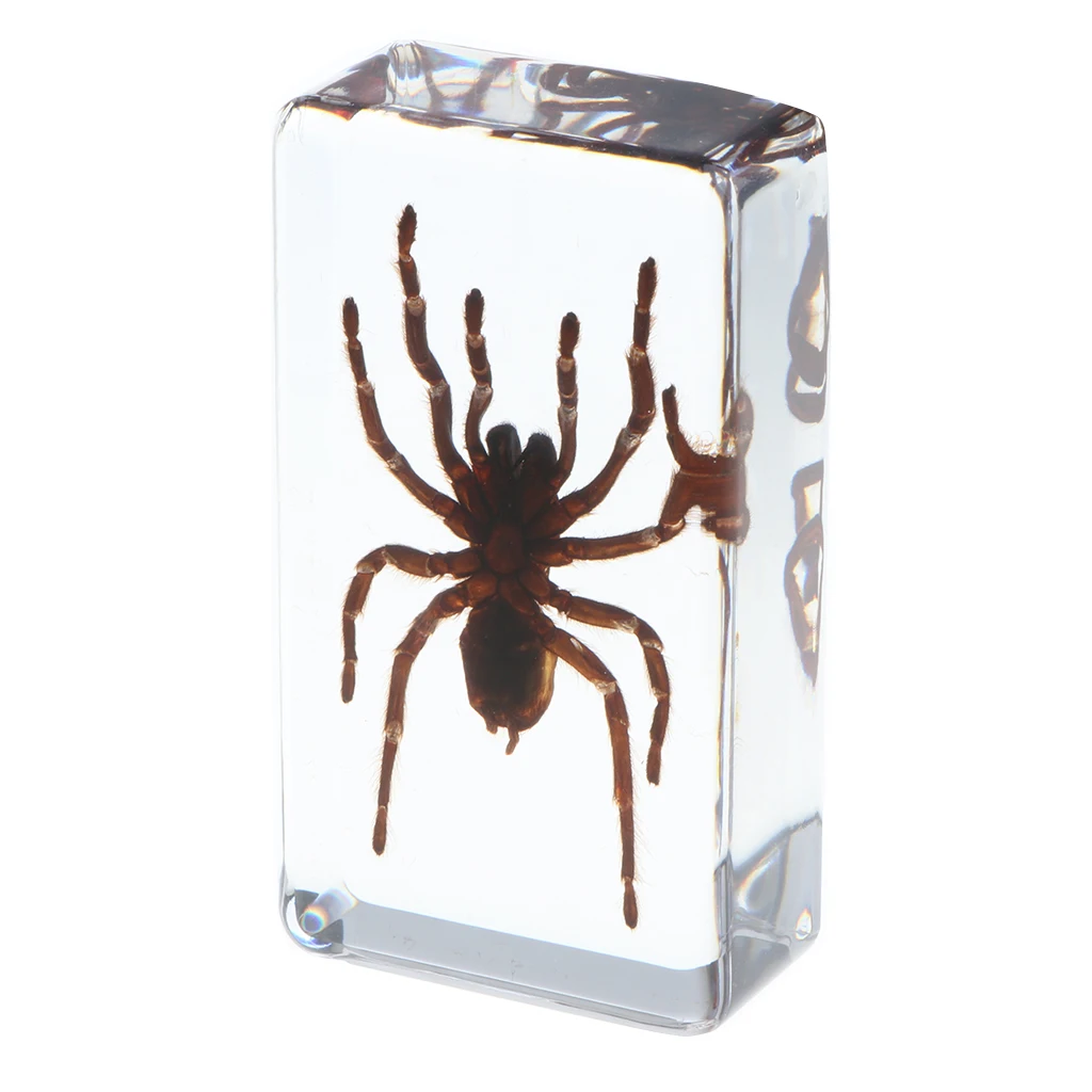 Real Insect Black Spider Specimen Encased in Resin School Educational Teaching Aid Great Collection Gift for Kids & Adults