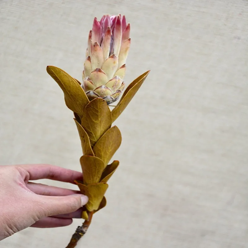 TB28PzHg4TI8KJjSspiXXbM4FXa_!!857598161