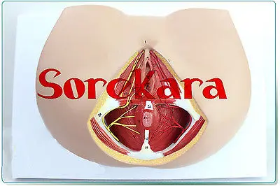 

1:1 Human Anatomical Female Perineum Pelvis Dissection New Medical Teach Model School Hospital