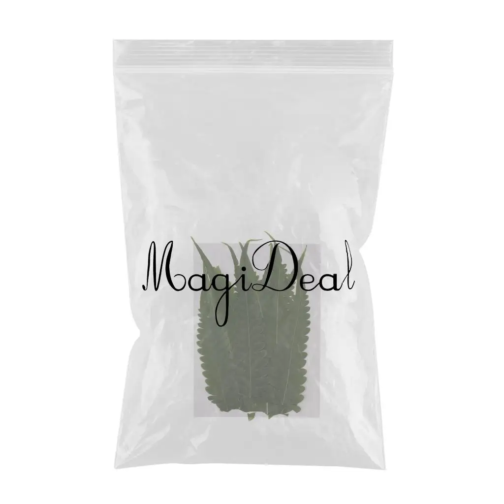 12 Pieces Pressed Fern Leaves, Natural Real Dries Flower Leaves for DIY Crafts