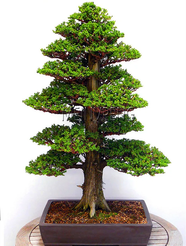 Lowest Price!100% True Sacred Japanese Cedar tree bonsai plant fir plant, home gardens, Free Shipping 100flores