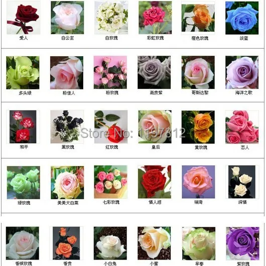 

300 bonsai 30 colors rare rainbow rose flower bonsai Multi-color Plant Home Garden bonsai colorful rose flower bonsai Free shipp