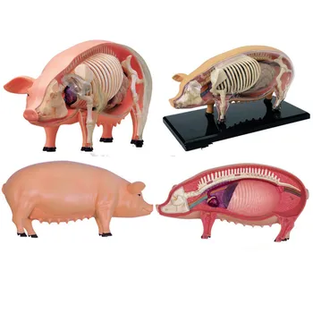 

Removable Anime Pig Anatomy Medical Anatomic Animal Model Puzzels for Children Skeleton Educational Science Toys with Organs