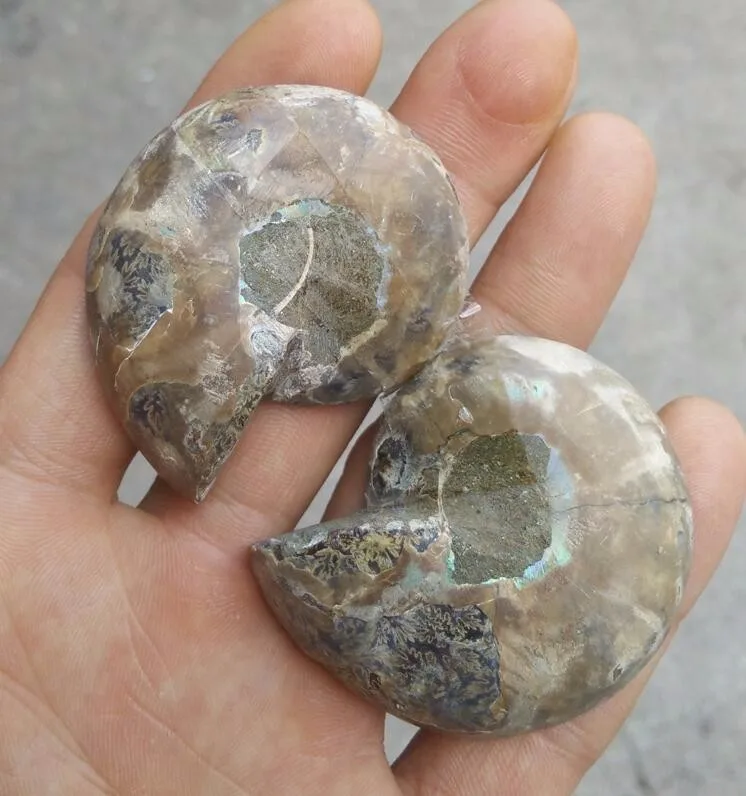 HTB1rD_SNVXXXXaaXXXXq6xXFXXXq