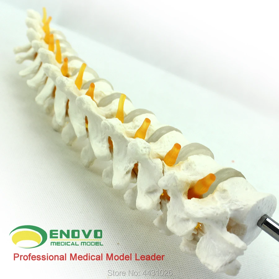 ENOVO 1 1:1 thoracic vertebrae cervical spine thoracic vertebrae orthopedic bone model ENOVO 1 1:1 thoracic vertebrae cervical spine thoracic vertebrae orthopedic bone model