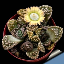10 Семян/Мешок Titanopsis Schwantesii Семена Очистки Воздуха Завод Офис Мини Завод Цветение Растений и Сада Бонсай