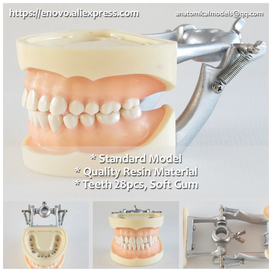 13011 DH109 Soft Gum 28pcs Teeth Standard Jaw Model, Medical Science Educational Dental Teaching Models 13011 DH109 Soft Gum 28pcs Teeth Standard Jaw Model, Medical Science Educational Dental Teaching Models