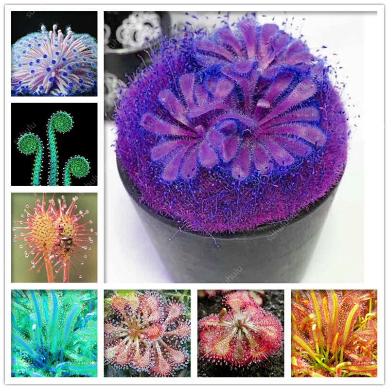 

100 pcs Drosera Peltata Bonsai Balcony Potted Plant Scorpion Mini Sundew Bonsai Garden Carnivorous Plants Radiation Absorption