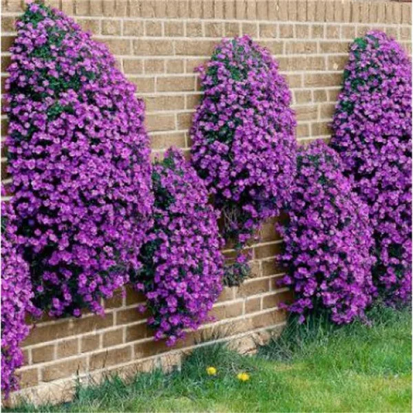 100 PCs torba pełzanie tymianek bonsai rzadki kolor skała CRESS roślina wieloletnia Ziemia okładka kwiat naturalny wzrost dla dom ogród tanie i dobre opinie Bardzo proste Wykluczone Roślina podwórku Upiększających Mini średni duży mały Jesień Konserwy roślin Wieloletnich 100 PCs torba pełzanie tymianek bonsai rzadki kolor skała CRESS roślina wieloletnia Ziemia okładka kwiat naturalny wzrost dla dom ogród tanie i dobre opinie Bardzo proste Wykluczone Roślina podwórku Upiększających Mini średni duży mały Jesień Konserwy roślin Wieloletnich
