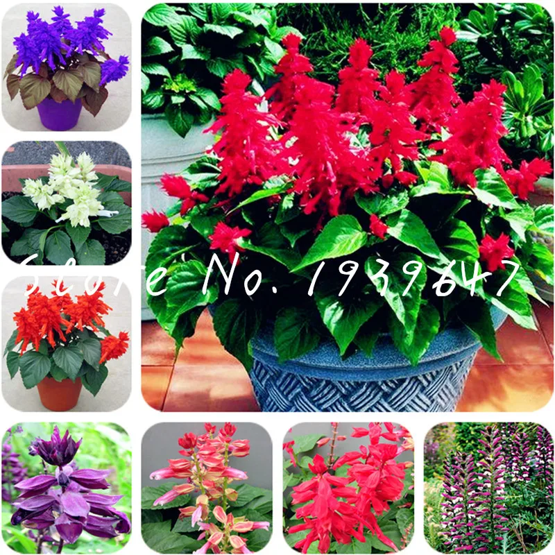 

100 Pcs Salvia Bonsai Vanilla Fragrant Flowers Edible Salvia Japonica Bonsai Terrace Potted Gardening Indoor Flower Potted plant