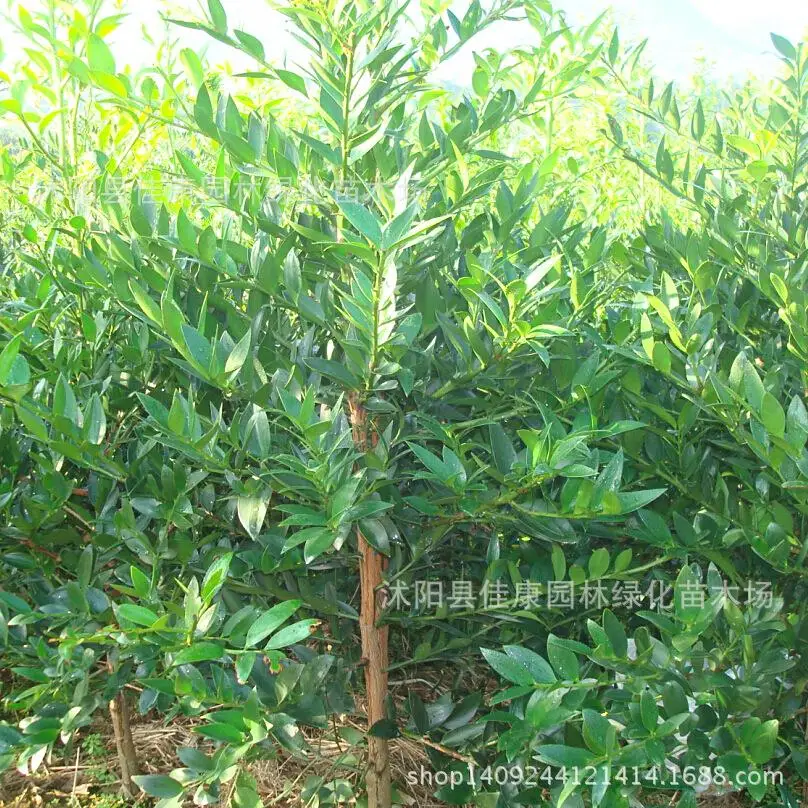 

Nagi tree bonsai freshly collected plant size Yezhu Bai Chai plant Rohan big fruit Nageia bamboo Ye Baishan fir 200g / Pack