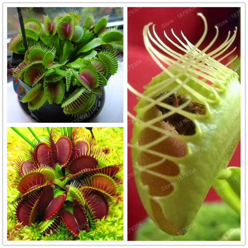 

promotion dynamic Flytrap flower flores Bonsai Potted Insectivorous Dionaea Muscipula Plant plantas Terrace Garden Plant plante