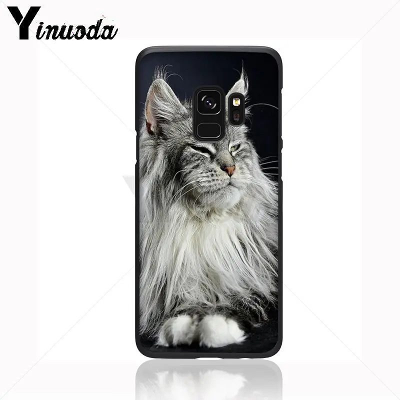 pet maine coon cat