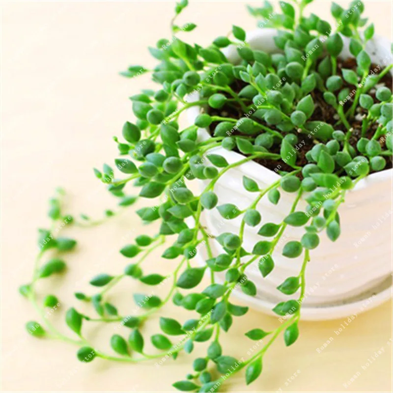 

ZLKING 100 Pcs Very Rare Pearl Chlorophytum Succulent Plants Potted Plants Anti Radiation Artificial Plant Home Decor