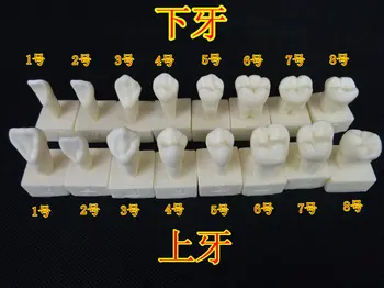 

16 different kinds tooth model 2 times large teeth model with base dental tooth model