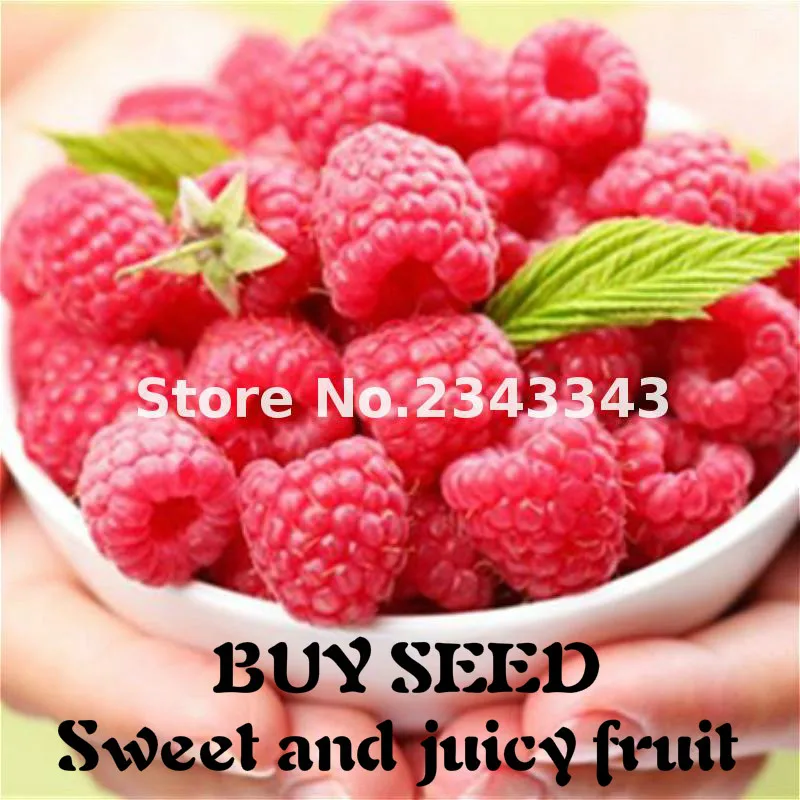 200pcs Raspberry Seeds Best Seeds Online Free Shipping Worldwide