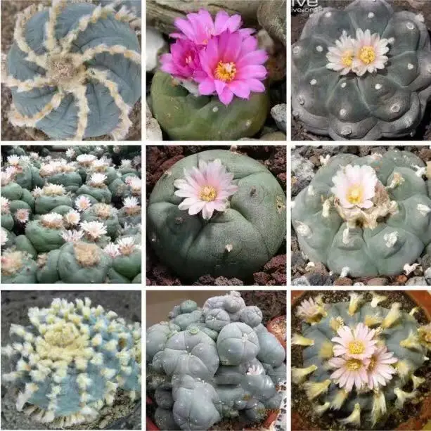 

Real -,20pcs/lot Lophophora mixed -s succulents -s - DIY home garden free shipping